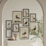 Avian Acquatic Study, Set of 9