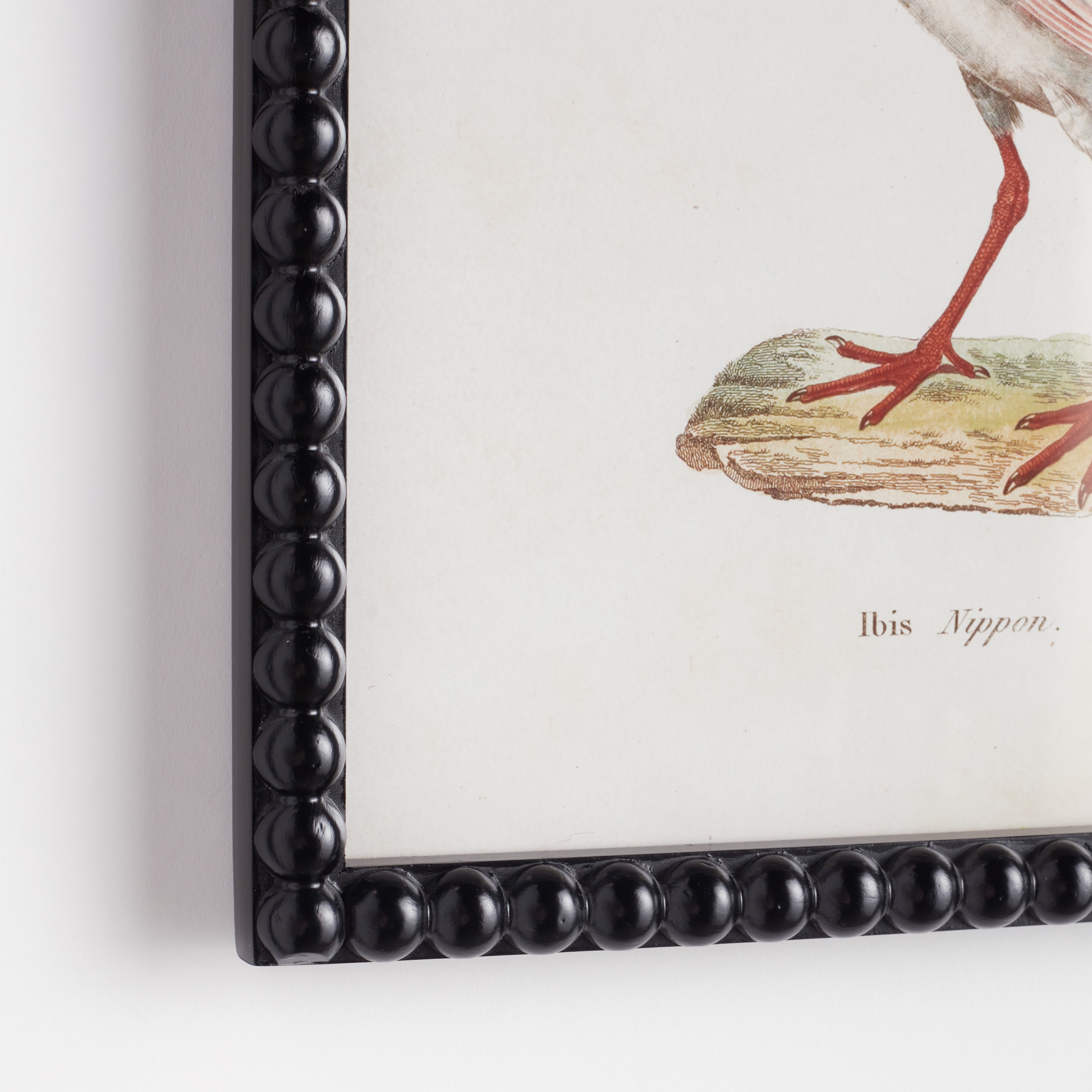 Avian Acquatic Study, Set of 9