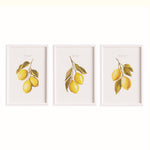 Cuttings of Lemon Study, Set of 3