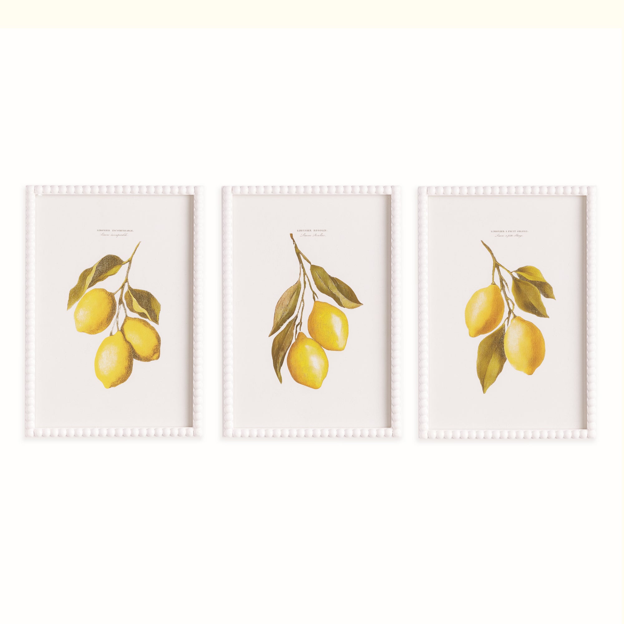 Cuttings of Lemon Study, Set of 3