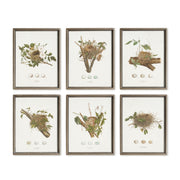 Assorted Nesting Wonders Study Set of 6