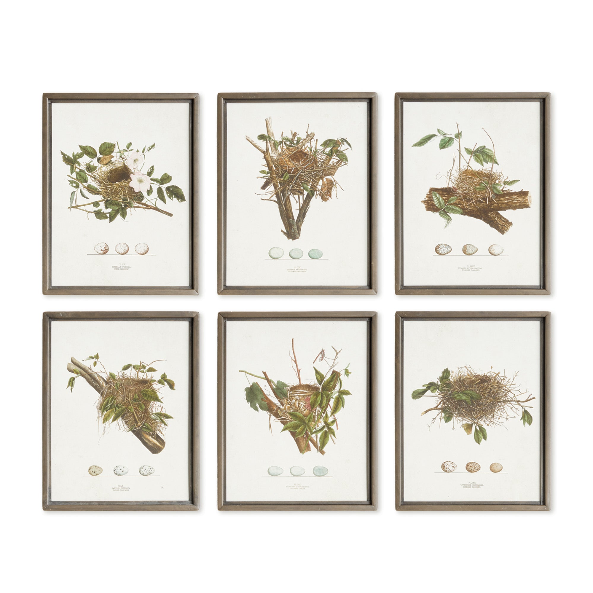Assorted Nesting Wonders Study Set of 6