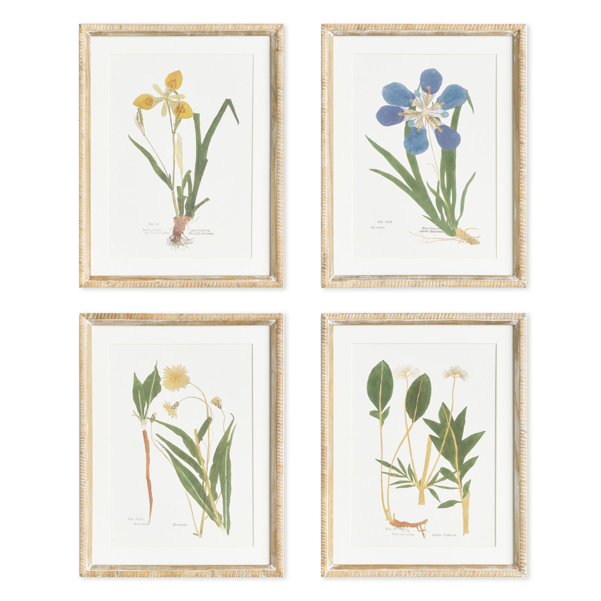 Assorted Pressed Florals Study Set of 4