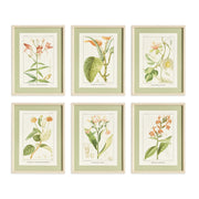 Assorted Floral Plant Study Set of 6