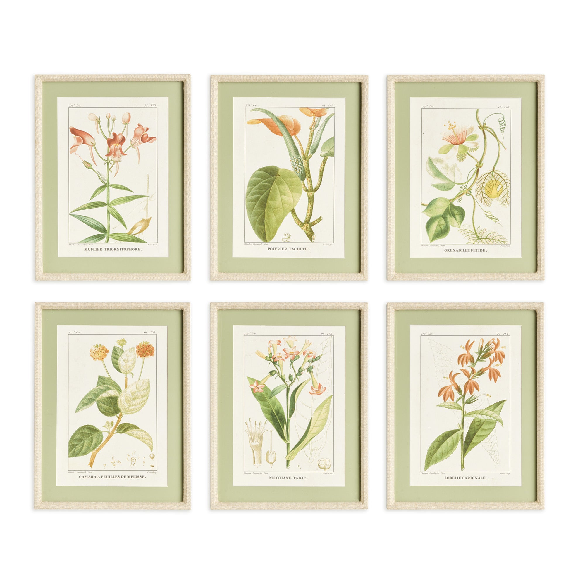 Assorted Floral Plant Study Set of 6