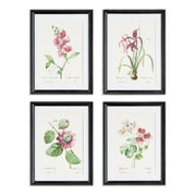 Blooms in Blush Study Prints Set of 4