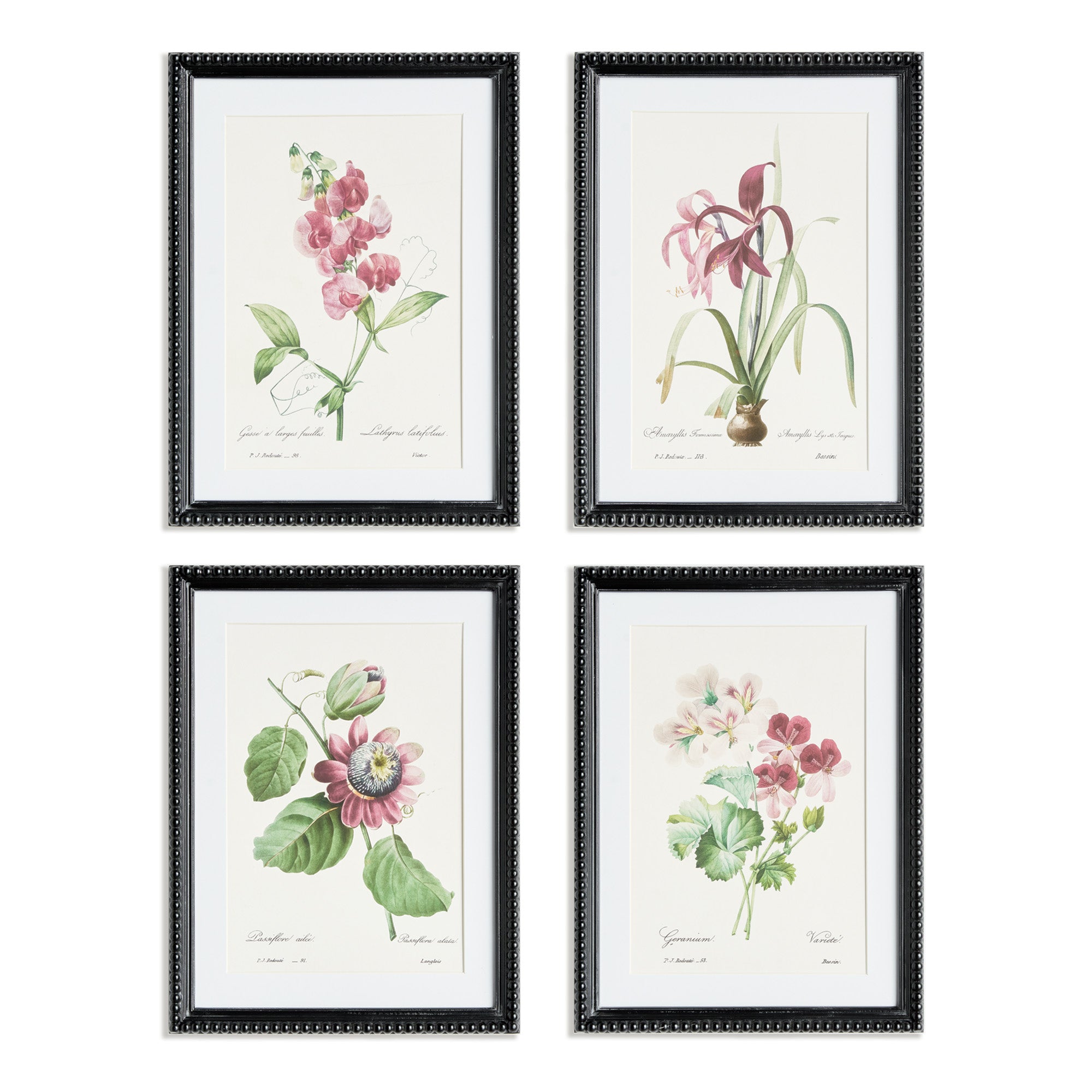 Blooms in Blush Study Prints Set of 4