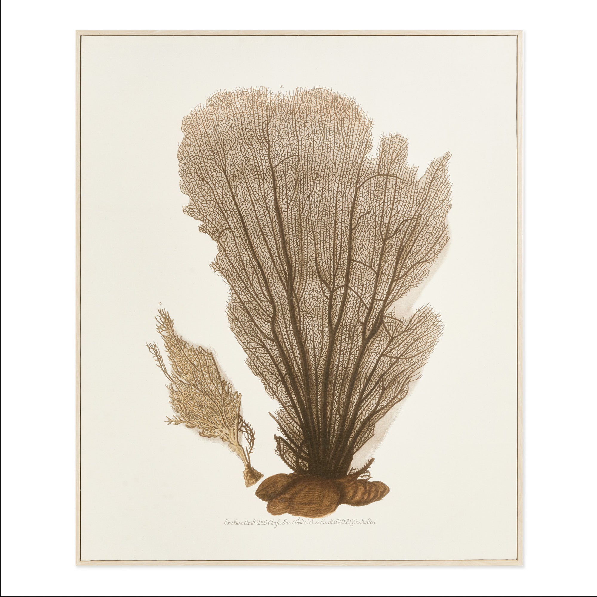 Carrie Coral Fan Giclee