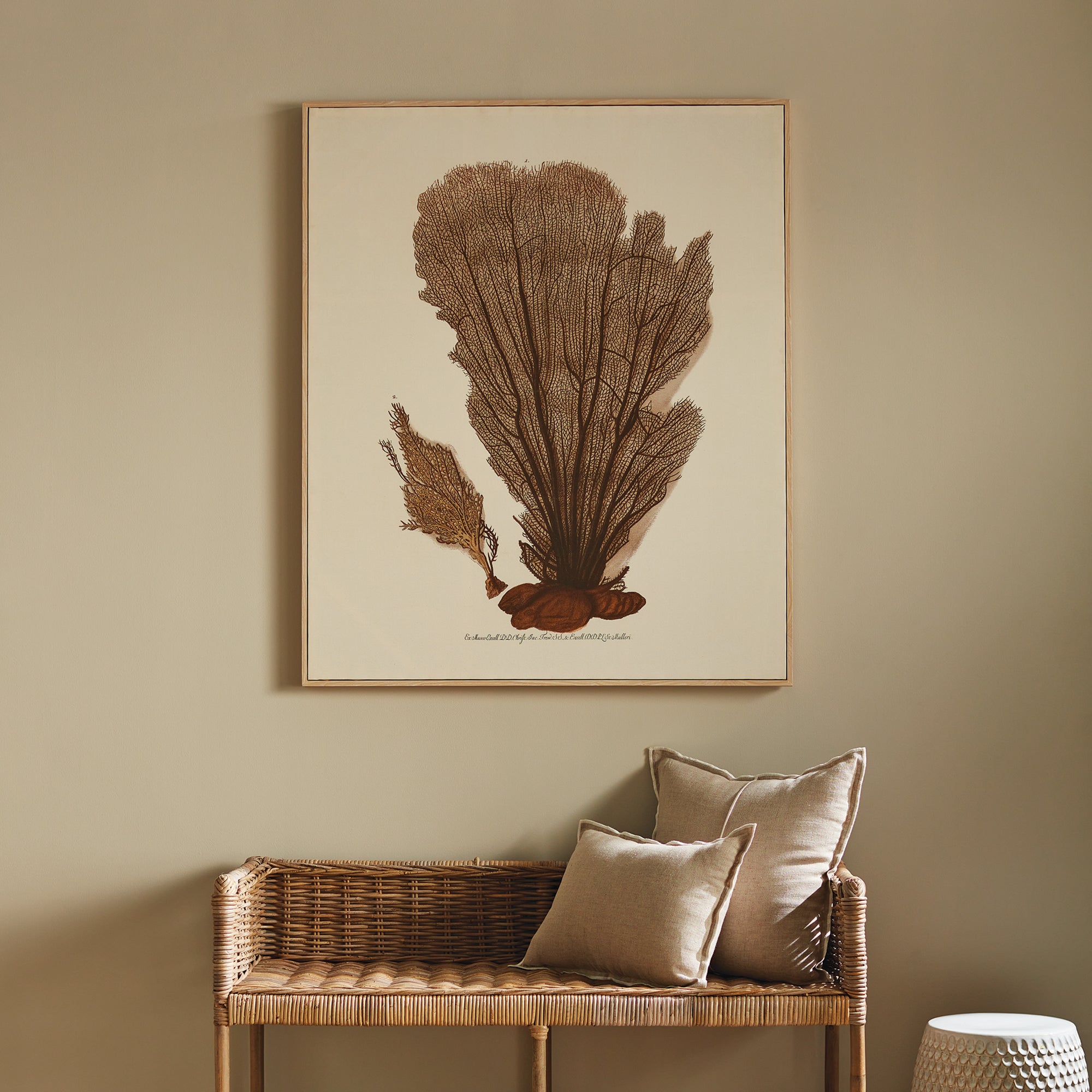 Carrie Coral Fan Giclee