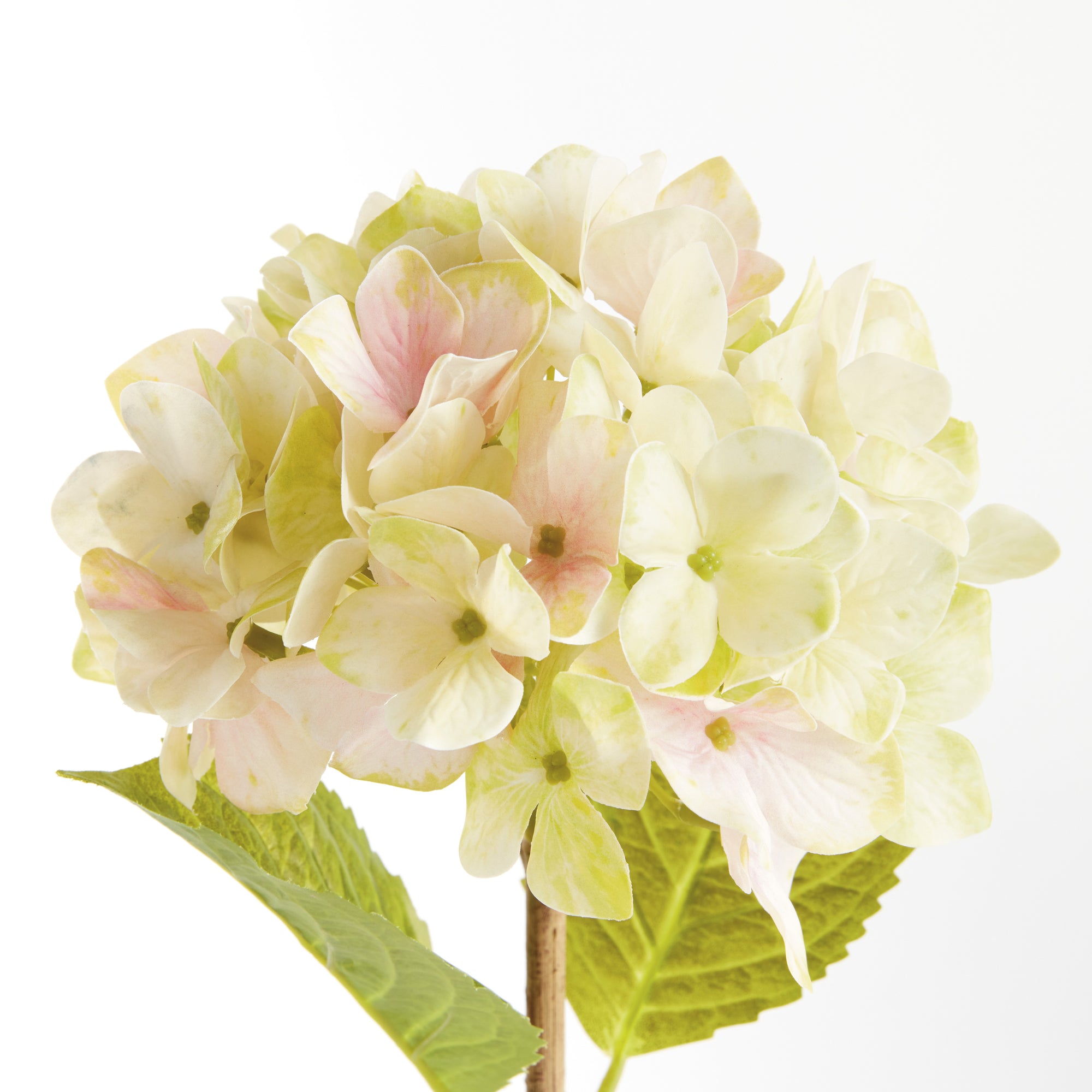 Hydrangea Stems, Set of 6
