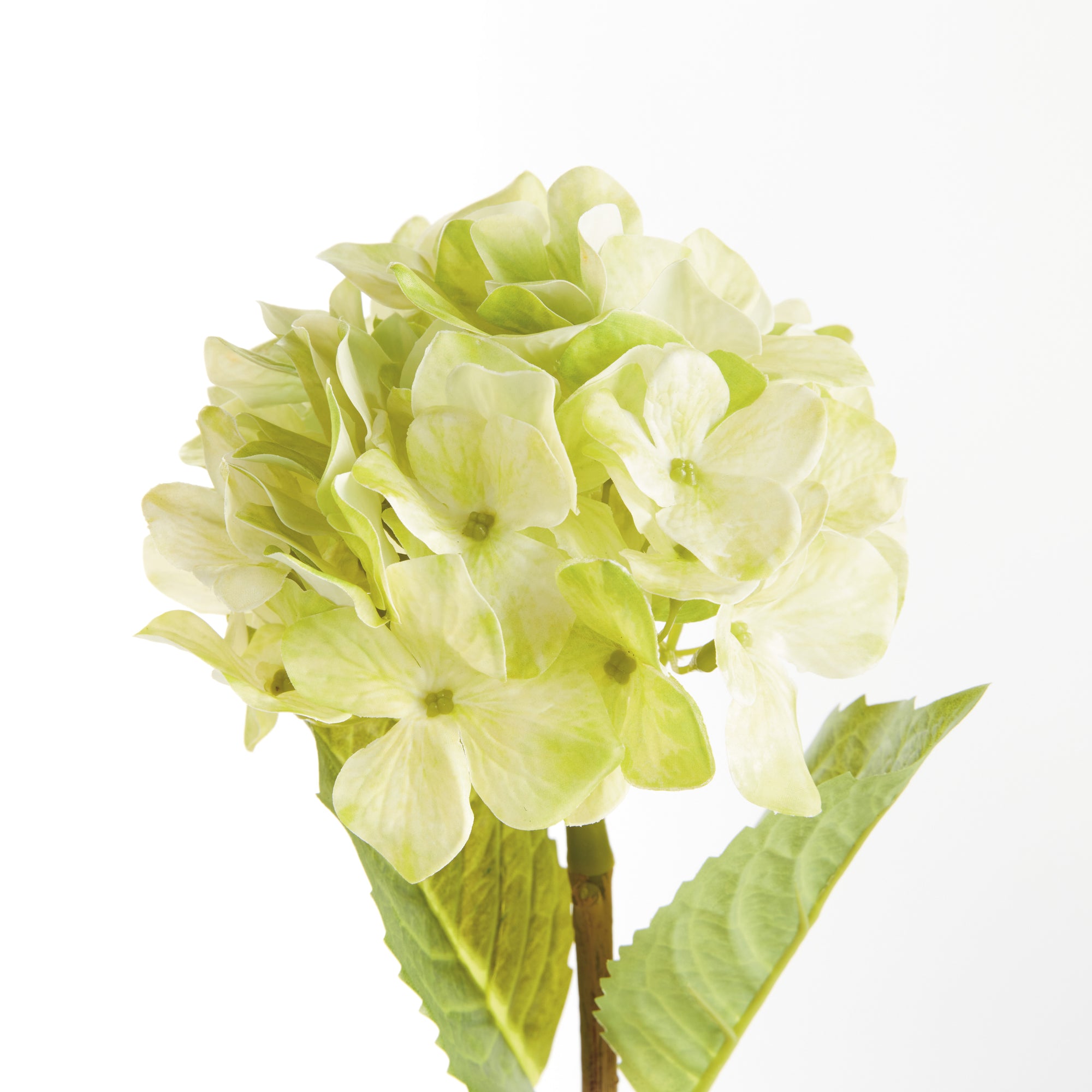 Hydrangea Stems, Set of 6