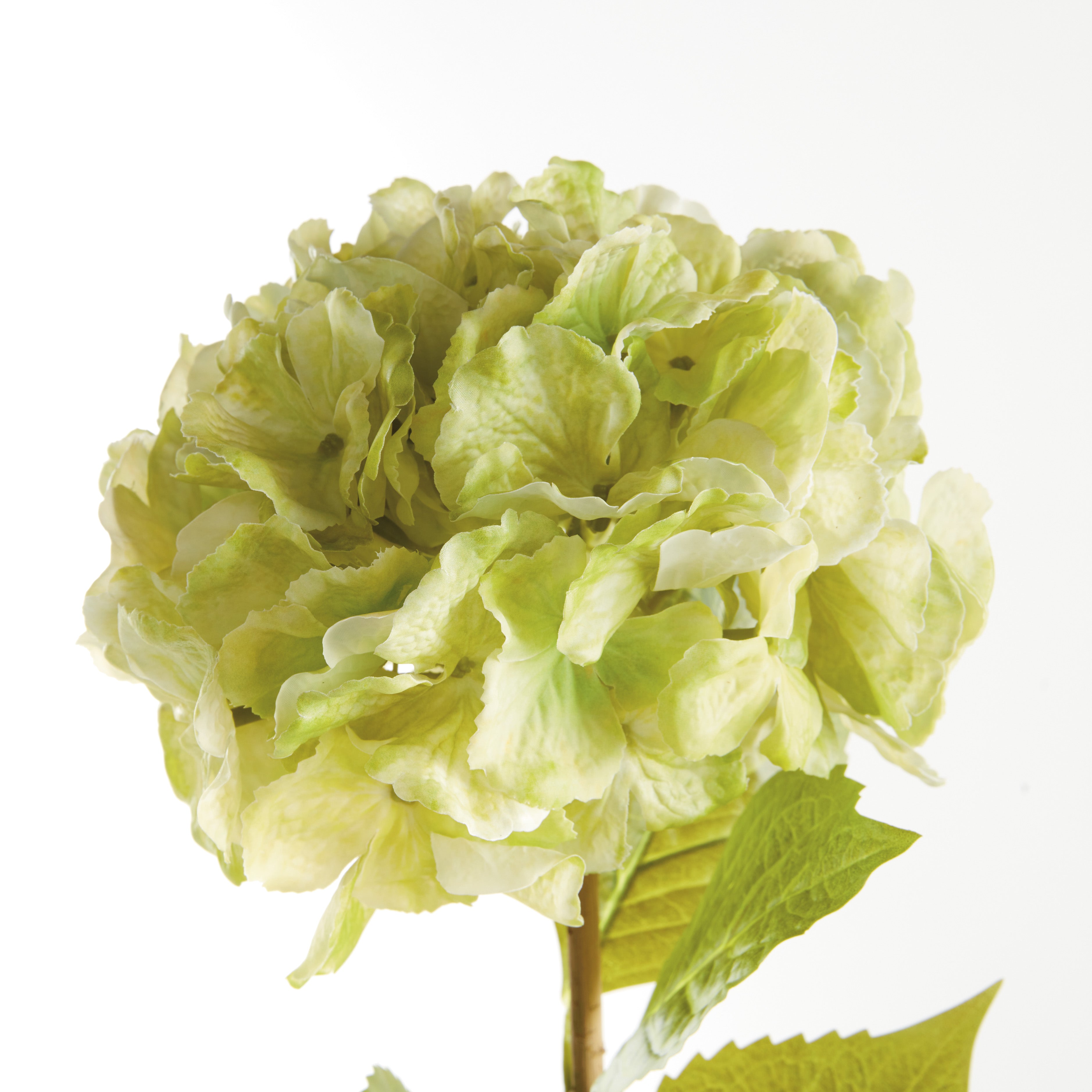 Bigleaf Hydrangea Stems, Set of 4