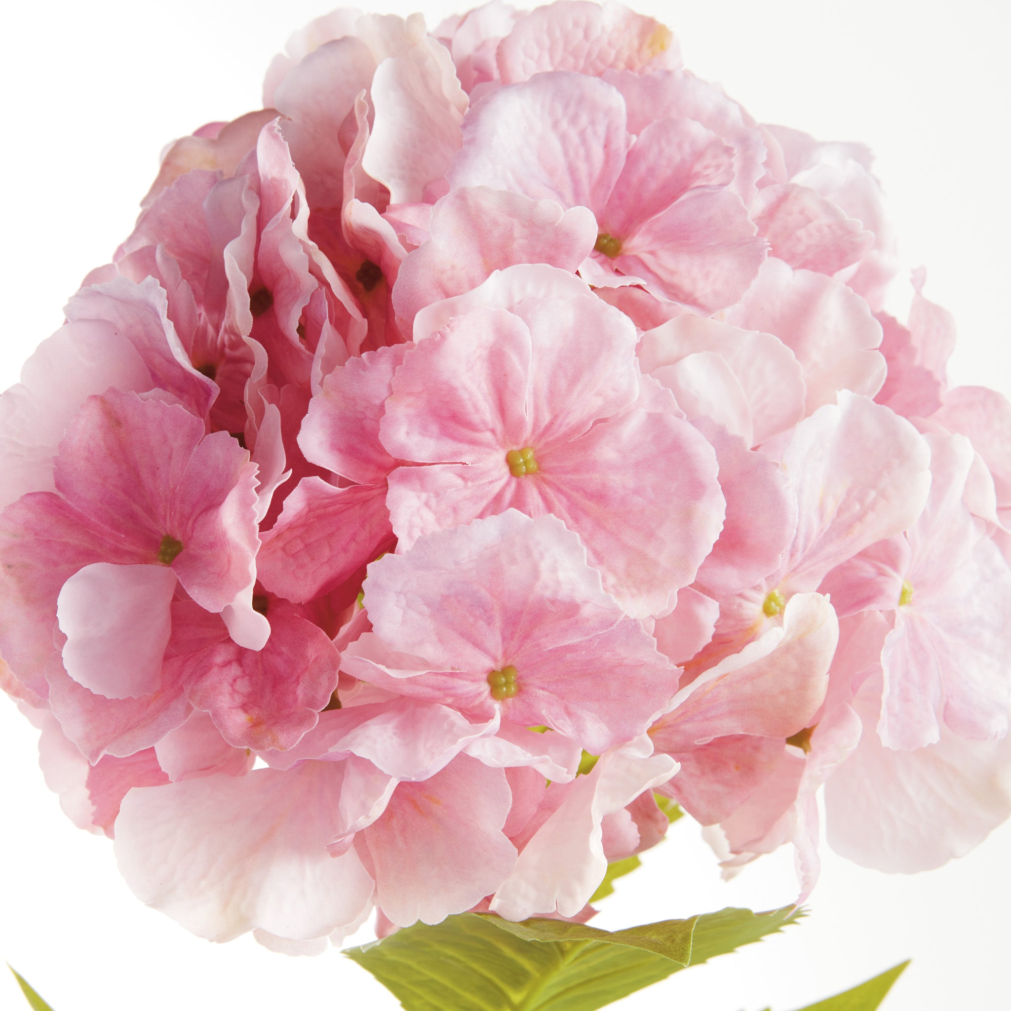 Bigleaf Hydrangea Stems, Set of 4