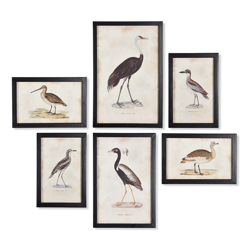 Anseriformes Gallery, Set of 6