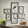 Anseriformes Gallery, Set of 6