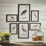Anseriformes Gallery, Set of 6