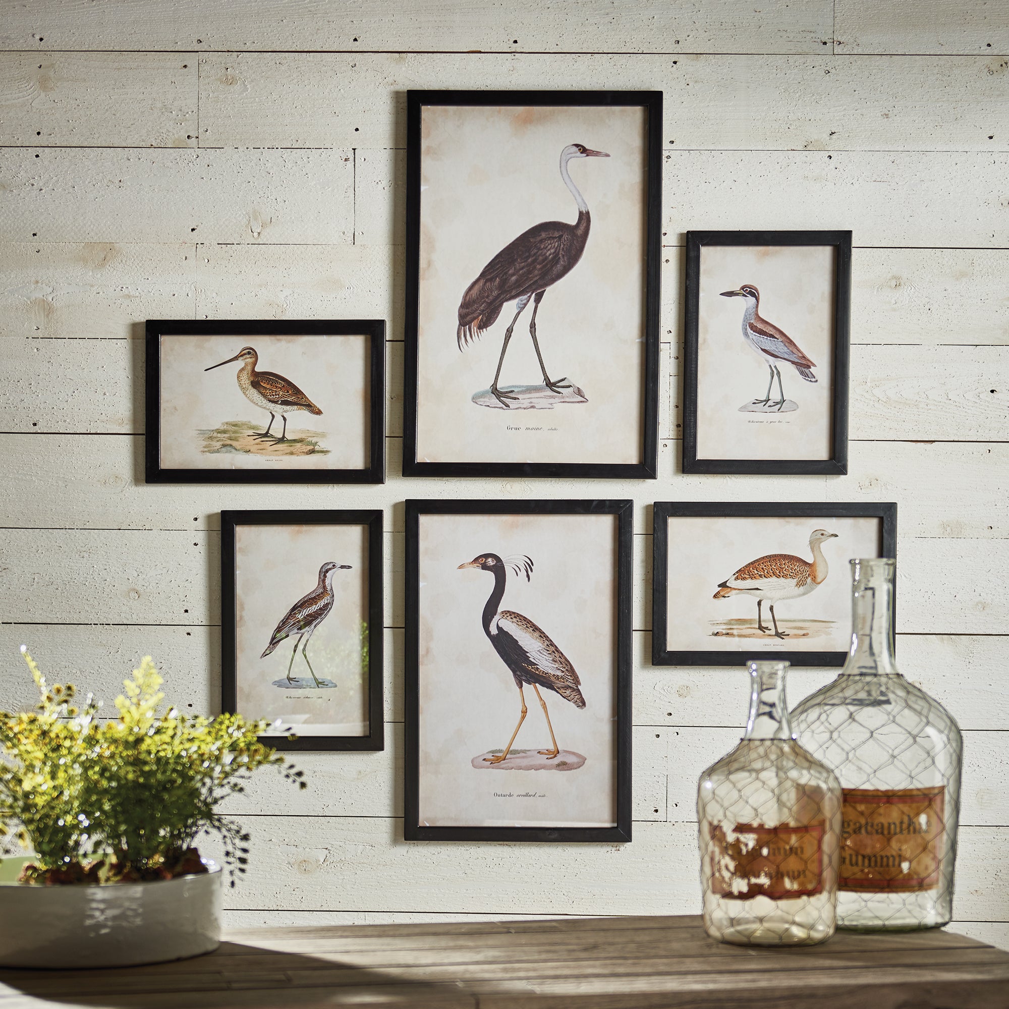 Anseriformes Gallery, Set of 6