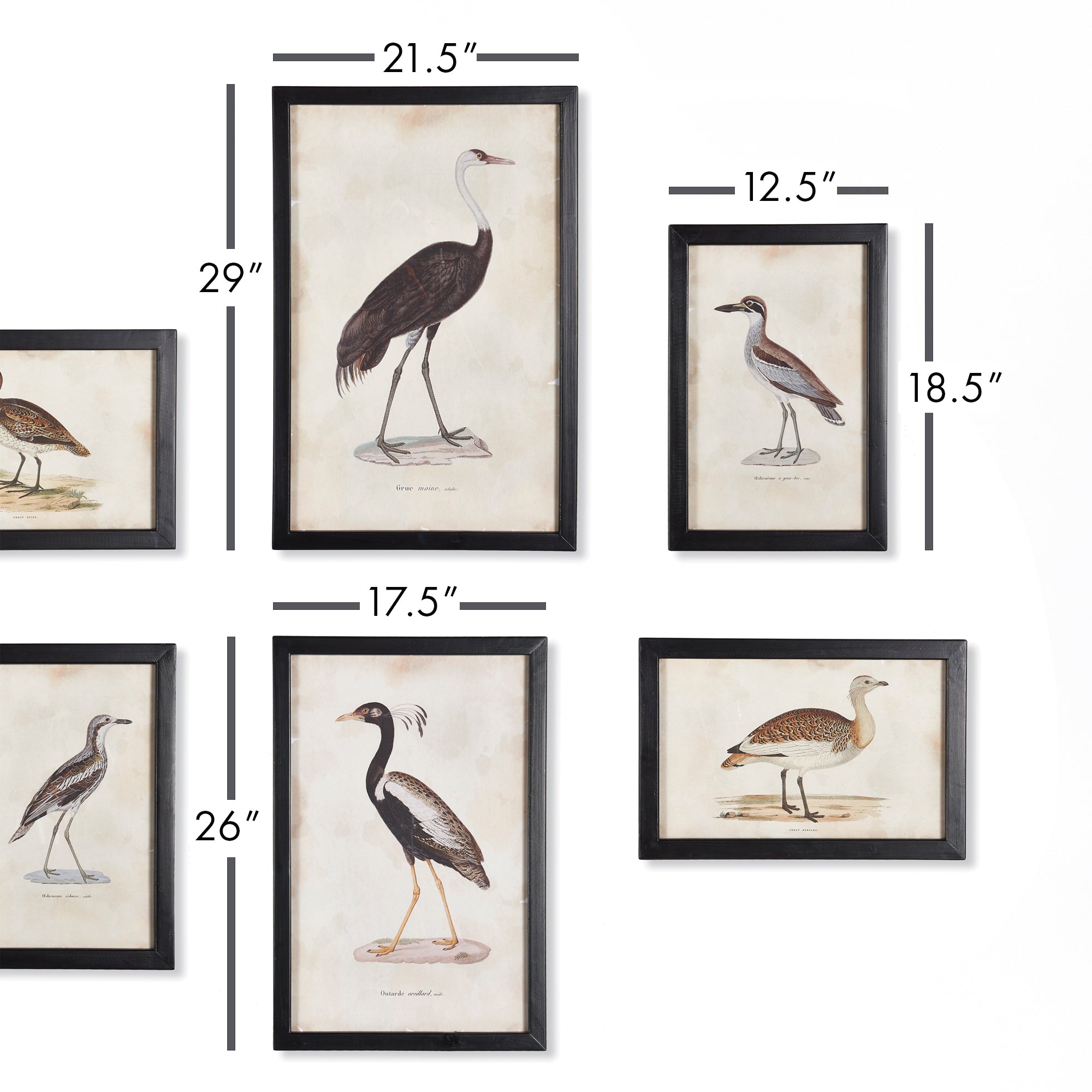 Anseriformes Gallery, Set of 6