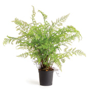 Myla Fern Drop-In 36"
