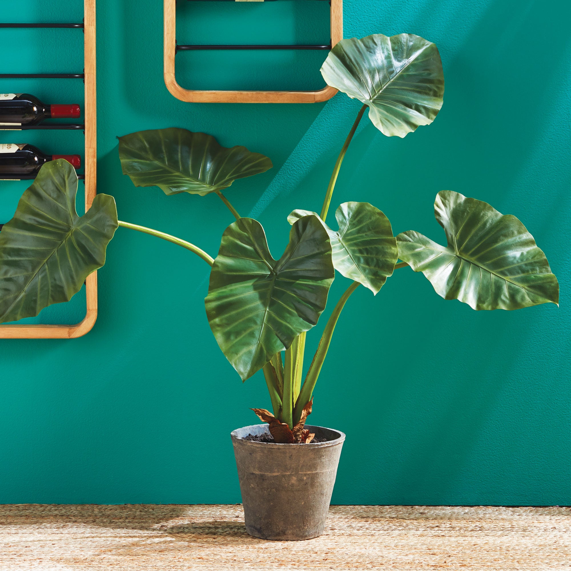 Potted Alocasia