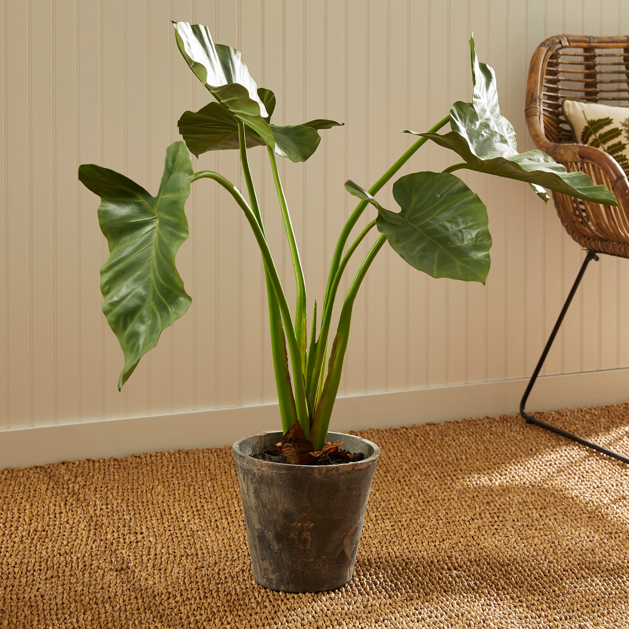 Potted Alocasia