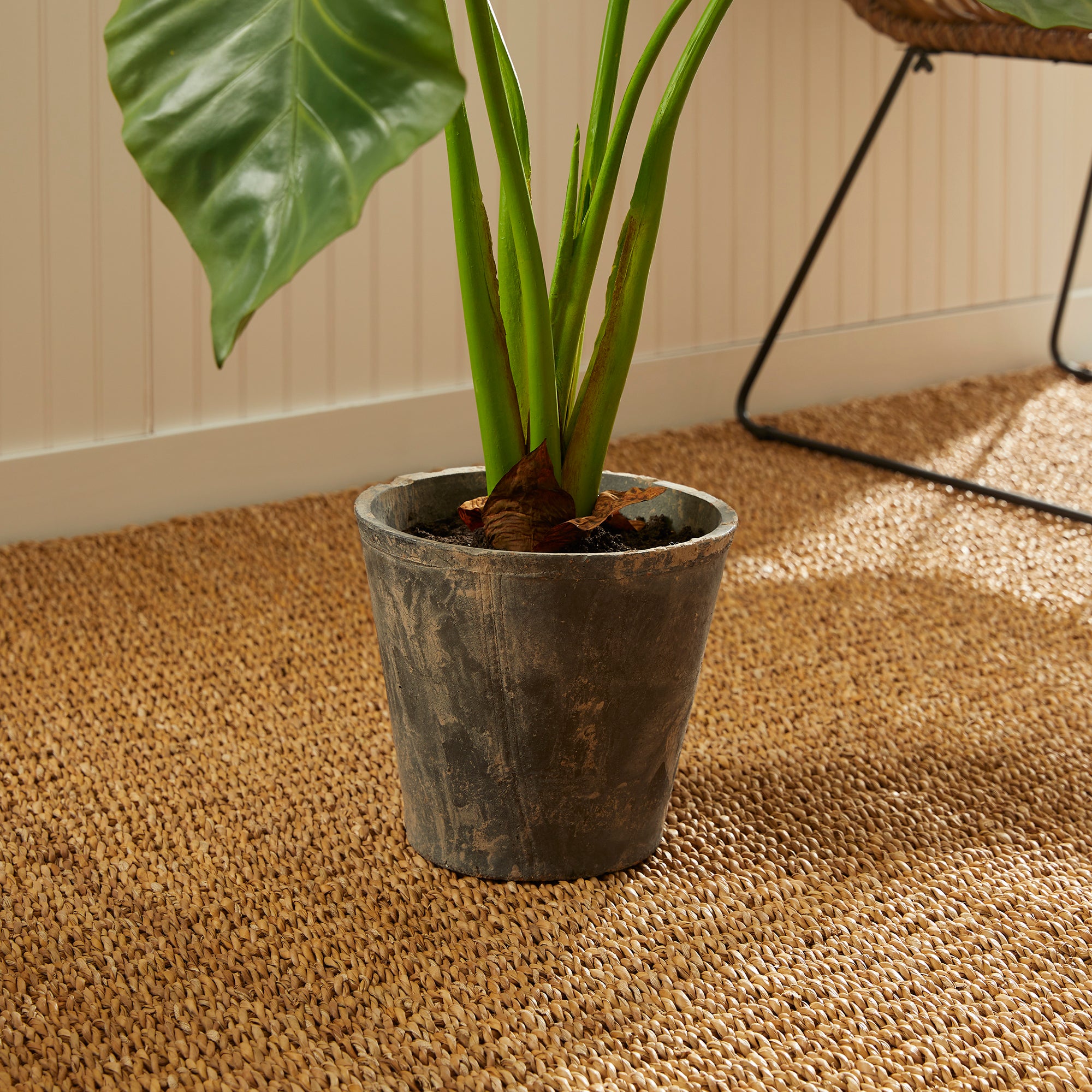 Potted Alocasia
