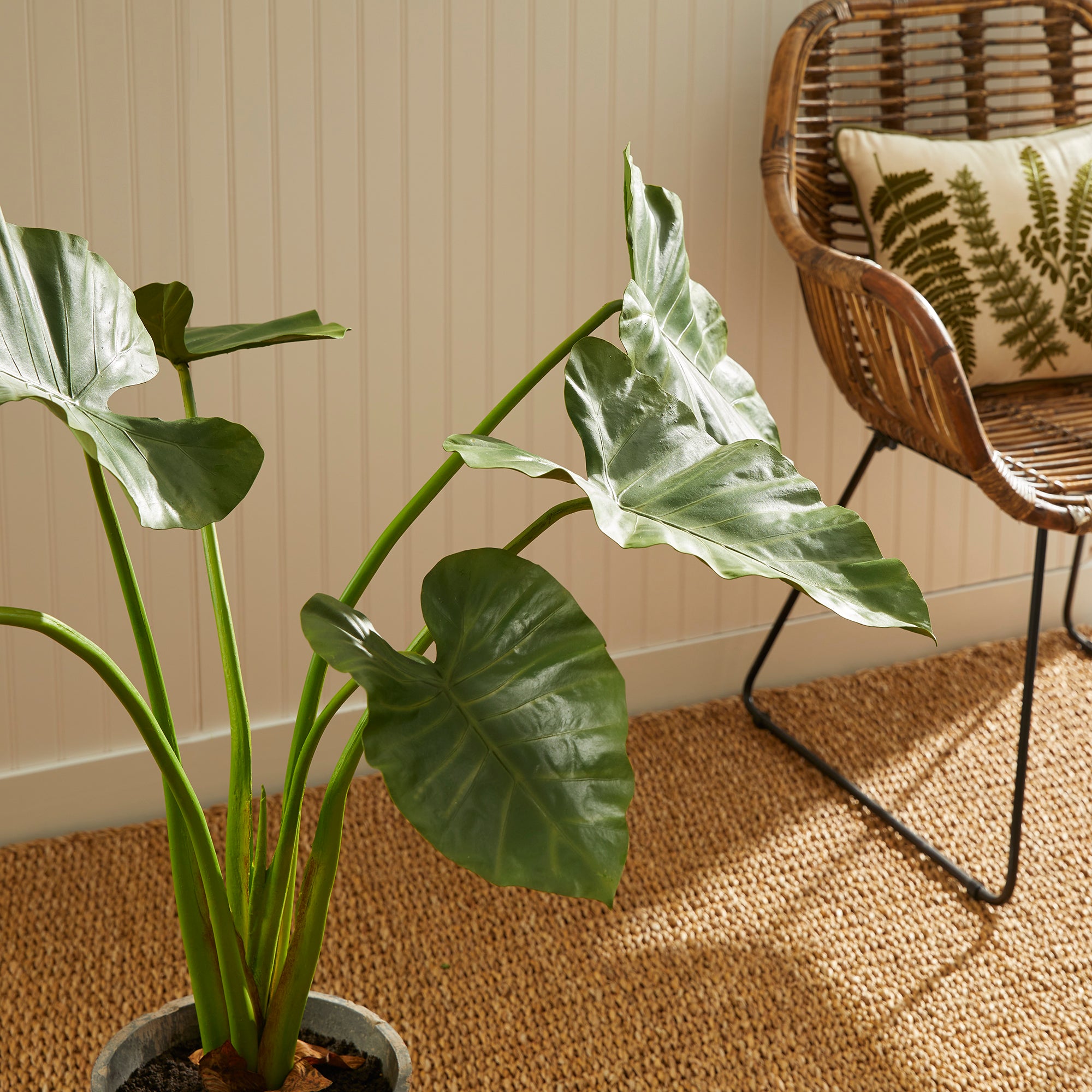 Potted Alocasia
