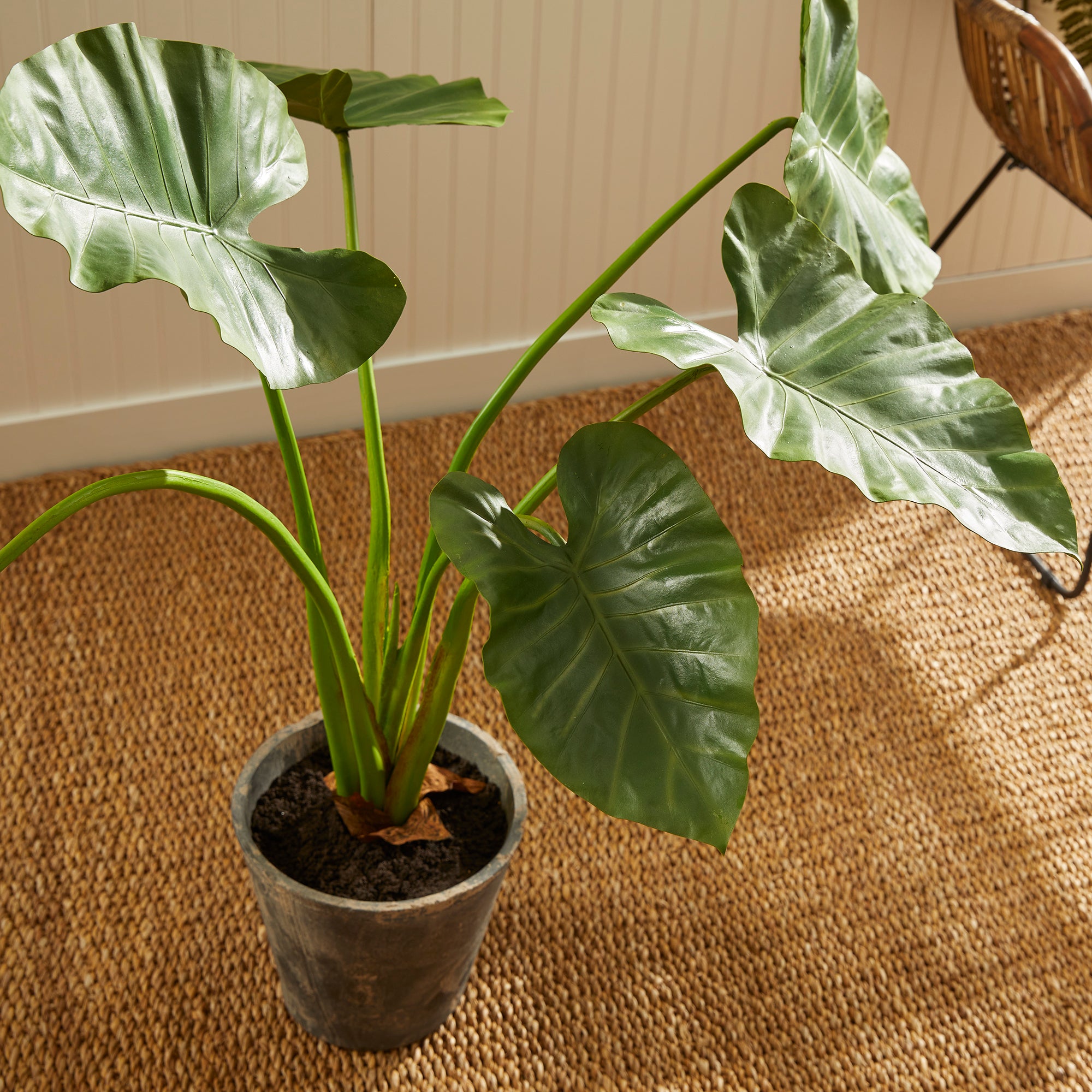 Potted Alocasia