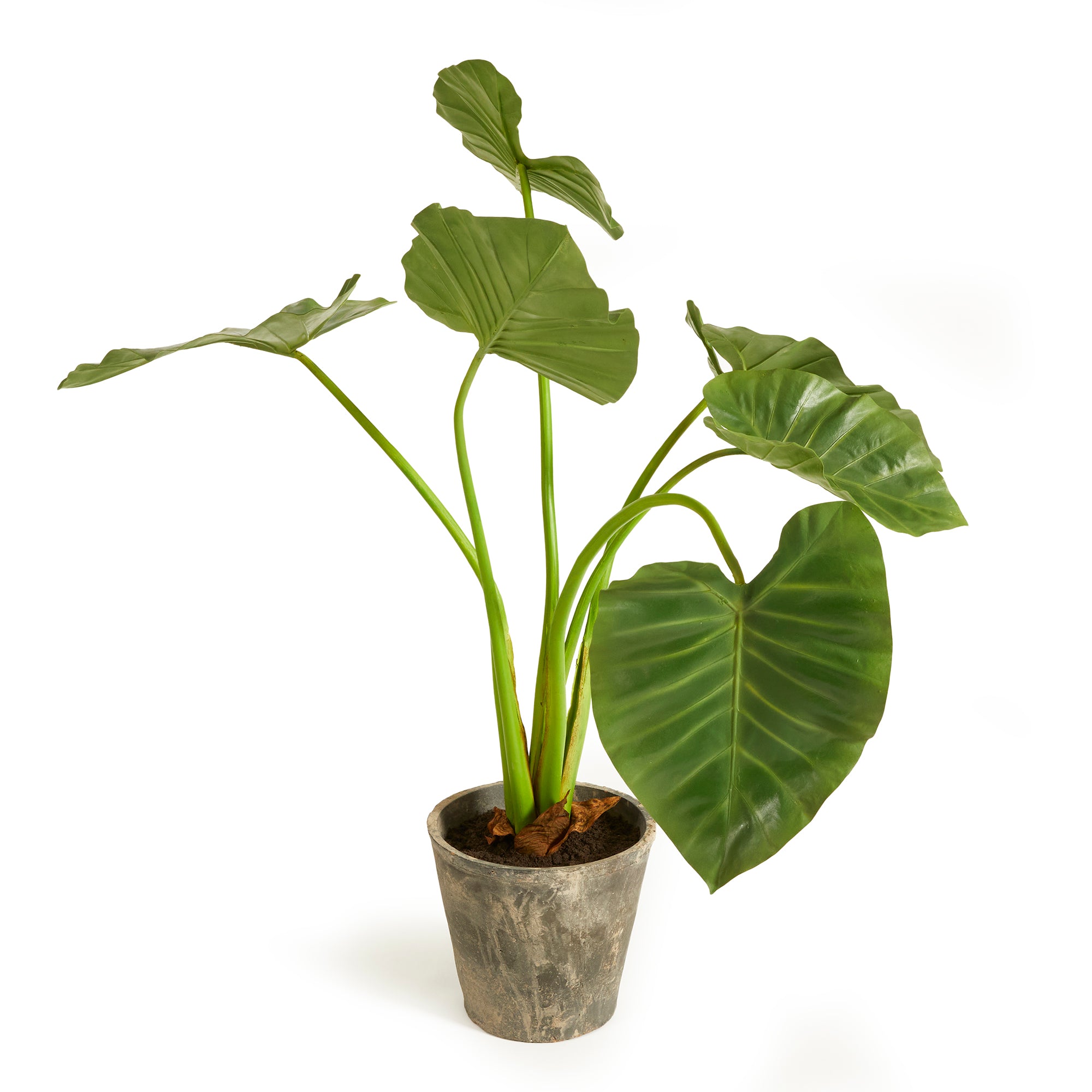 Potted Alocasia