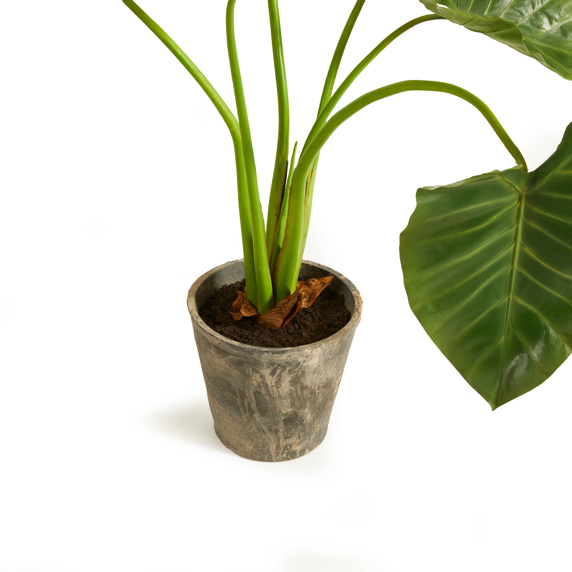 Potted Alocasia