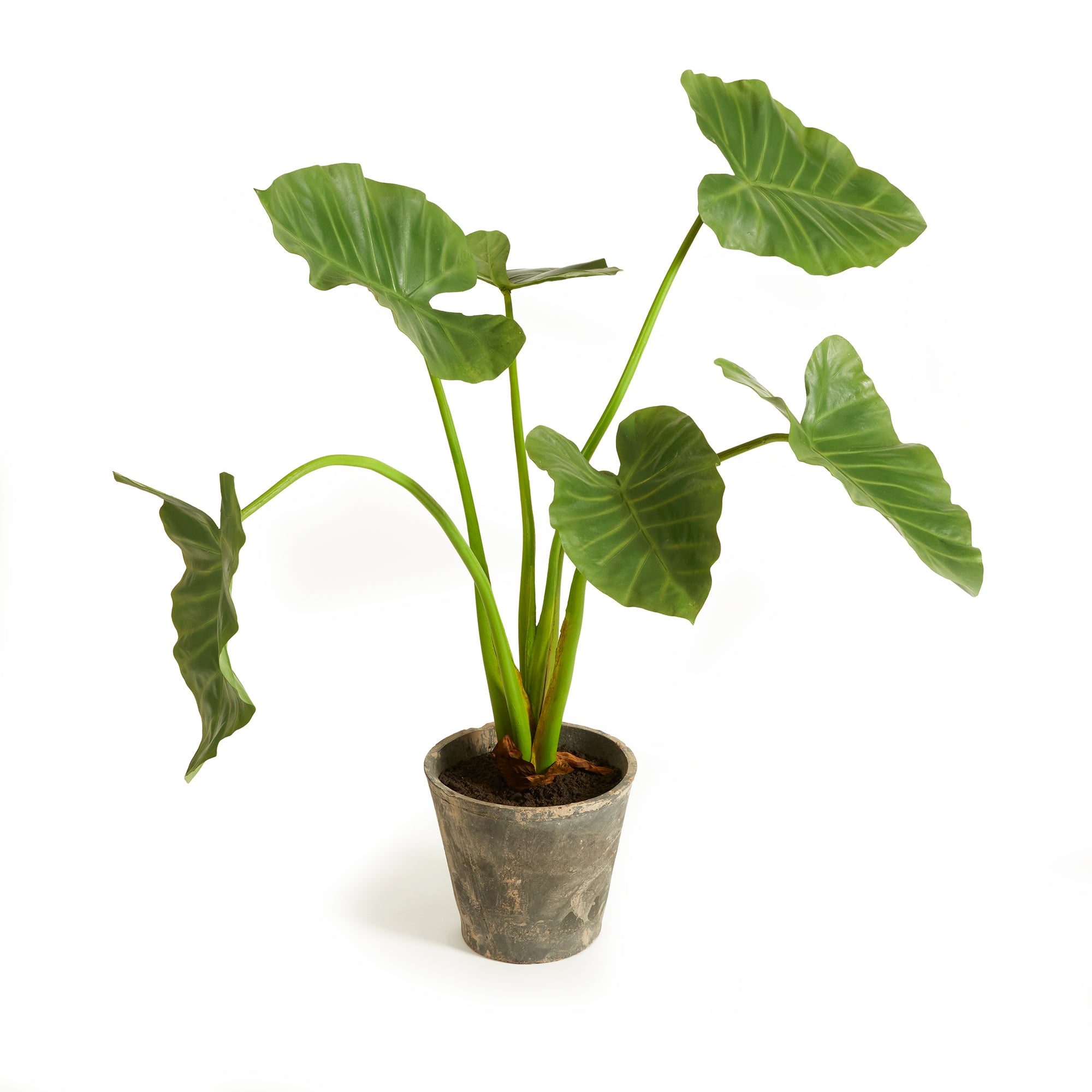 Potted Alocasia