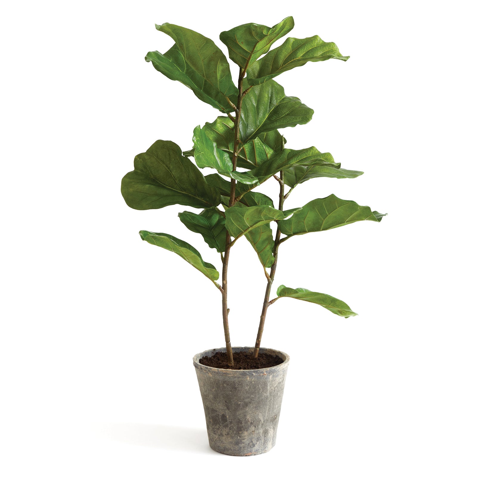 Kellan Fiddle Leaf Fig Potted 43"