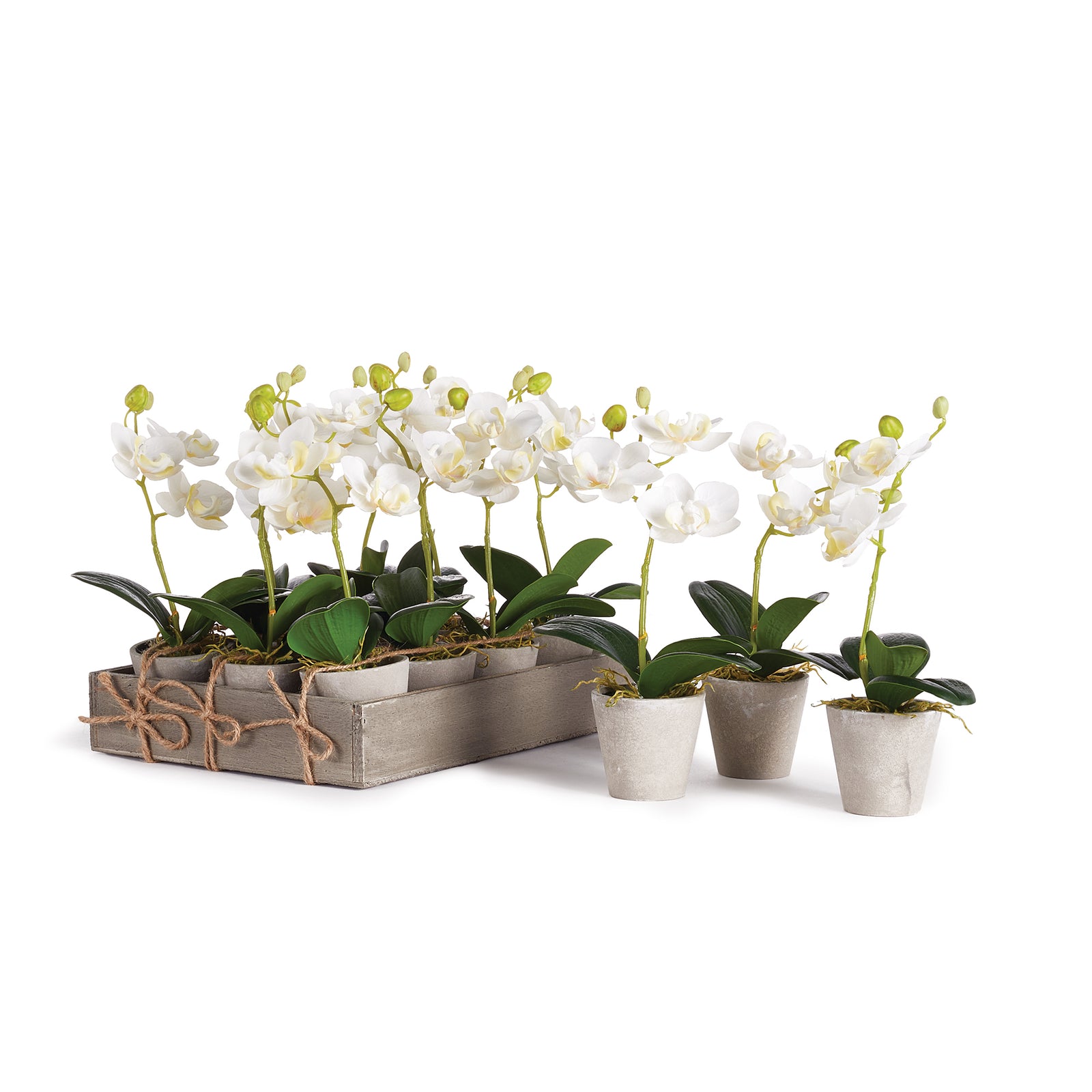 Mini Orchids 9" Potted, Set of 12