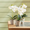 Mini Orchids 9" Potted, Set of 12