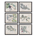 Berris Botanical Study, Set of 6