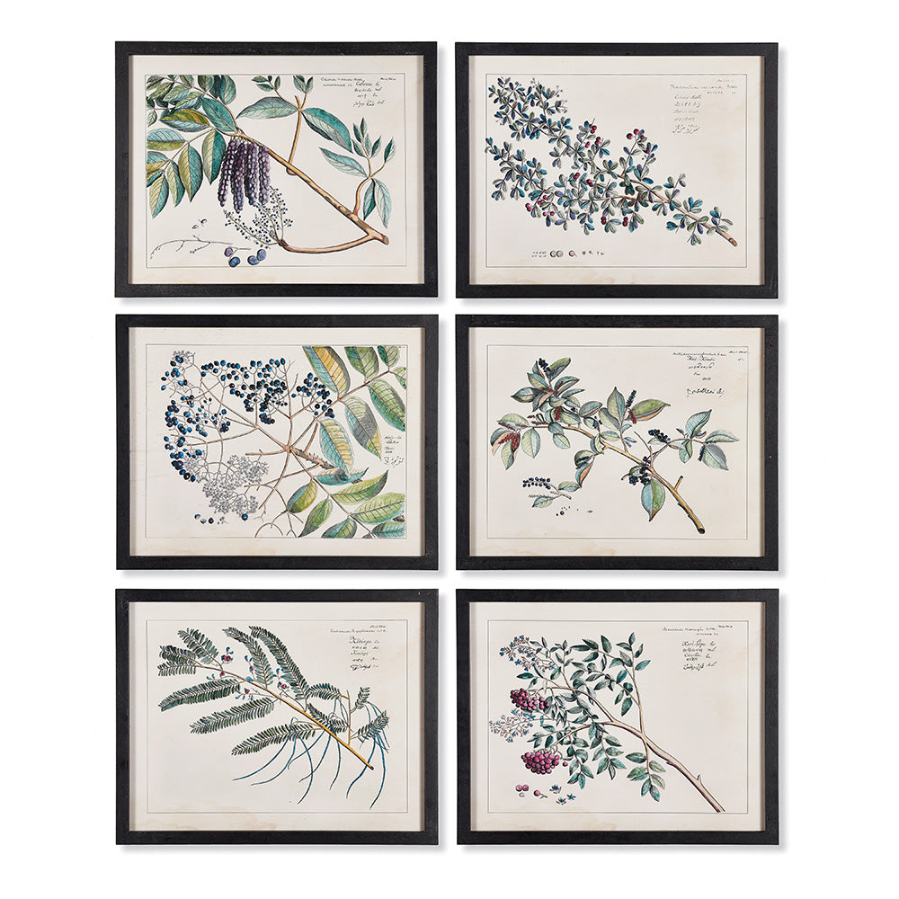 Berris Botanical Study, Set of 6