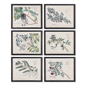 Berris Botanical Study, Set of 6
