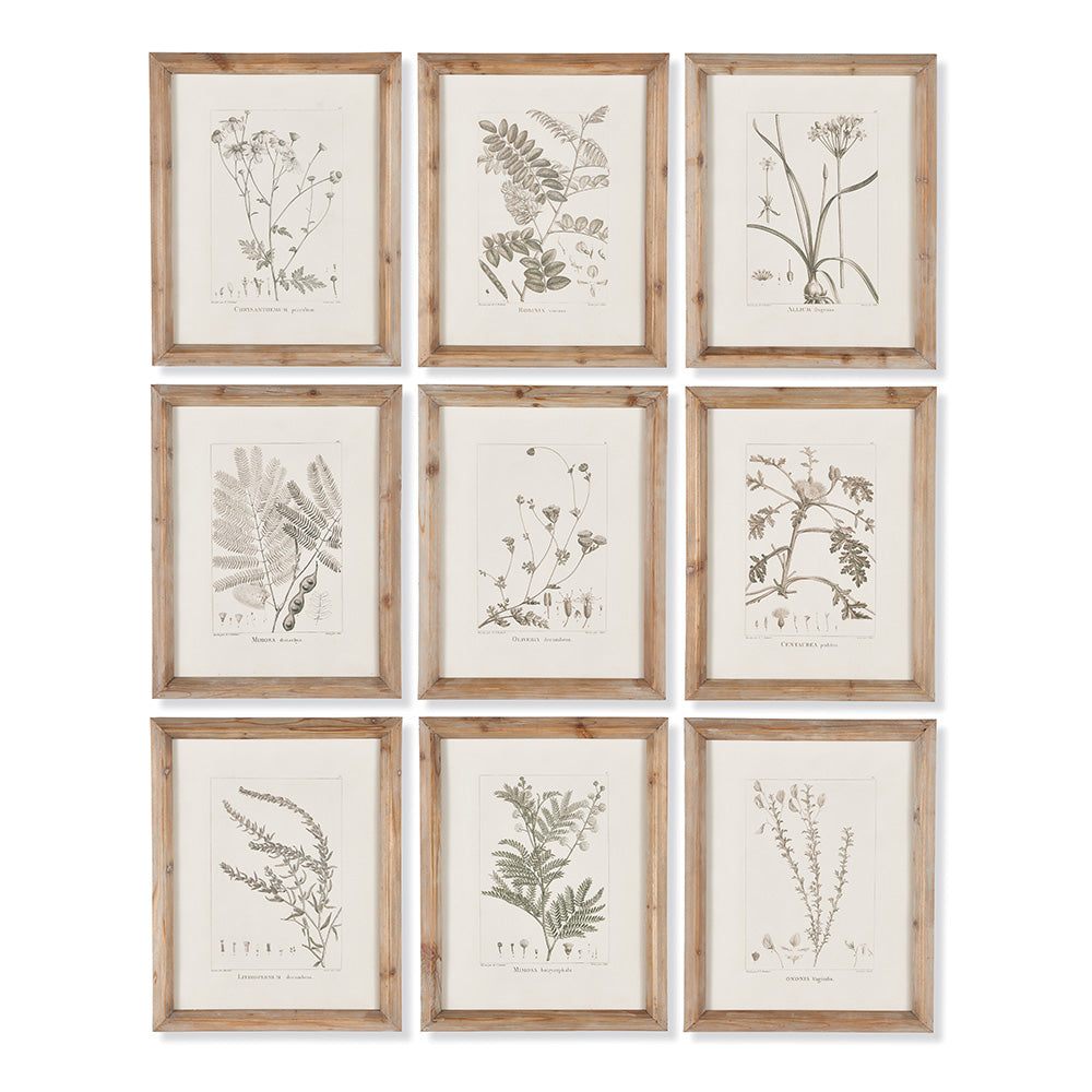 Botaniq Illustrations, Set of 9