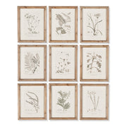 Botaniq Illustrations, Set of 9