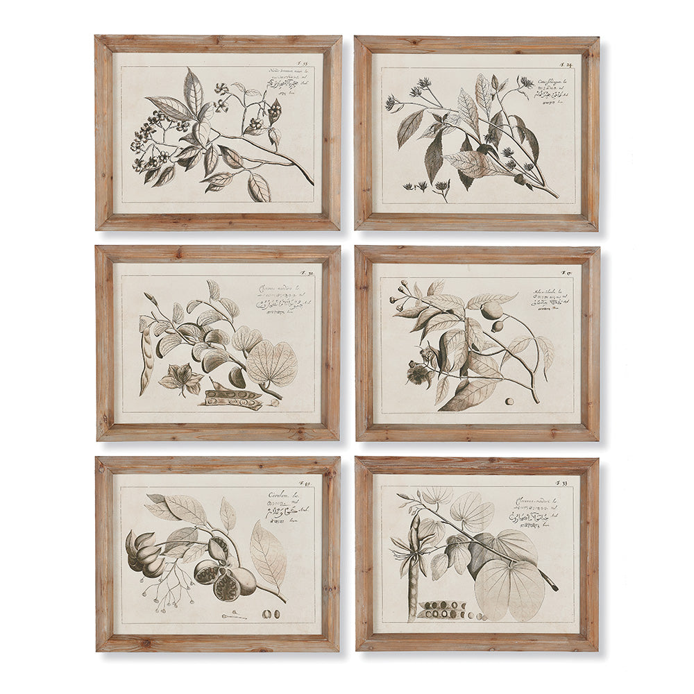 Fruit Bearing Palette Prints, Set of 6