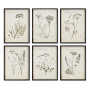Charcoal Wildflowers Study, Set of 6