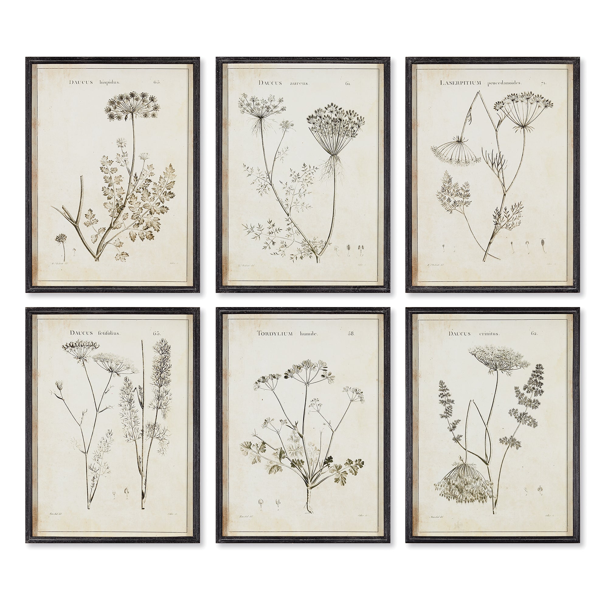 Charcoal Wildflowers Study, Set of 6