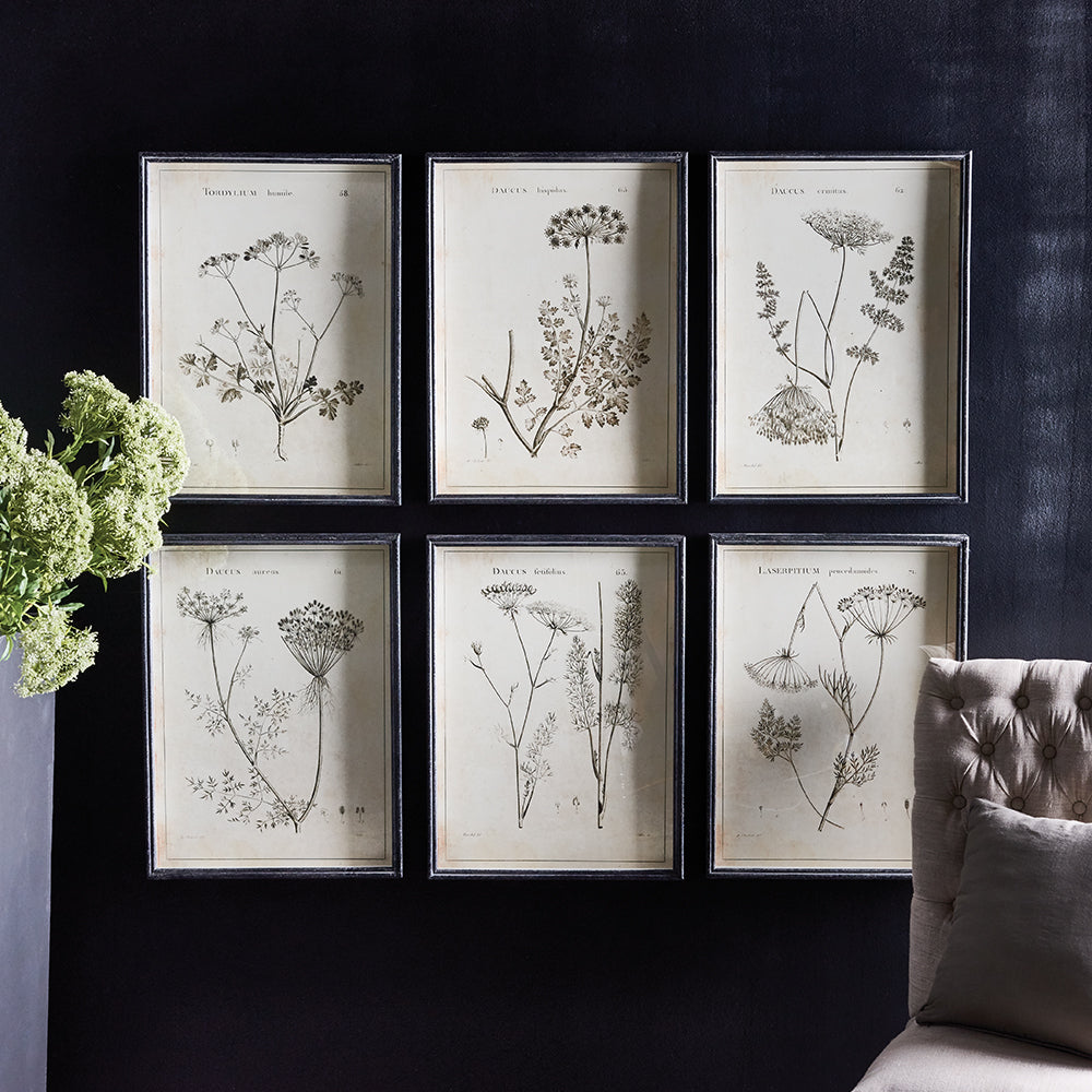 Charcoal Wildflowers Study, Set of 6