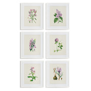 Purple Flower Study Prints, Set of 6