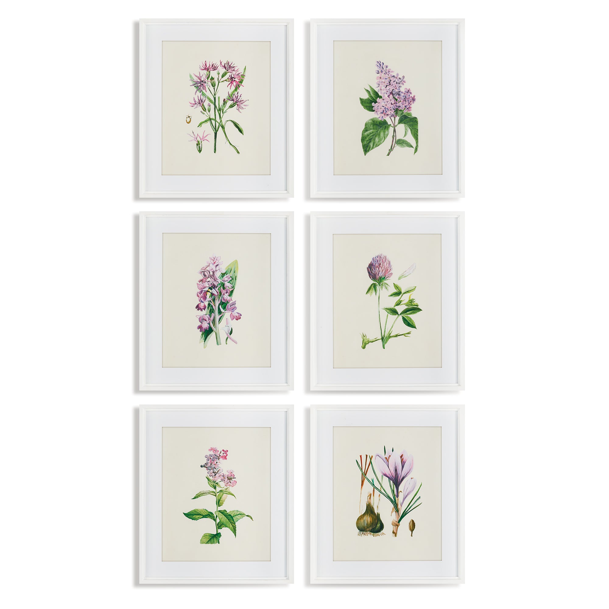 Purple Flower Study Prints, Set of 6