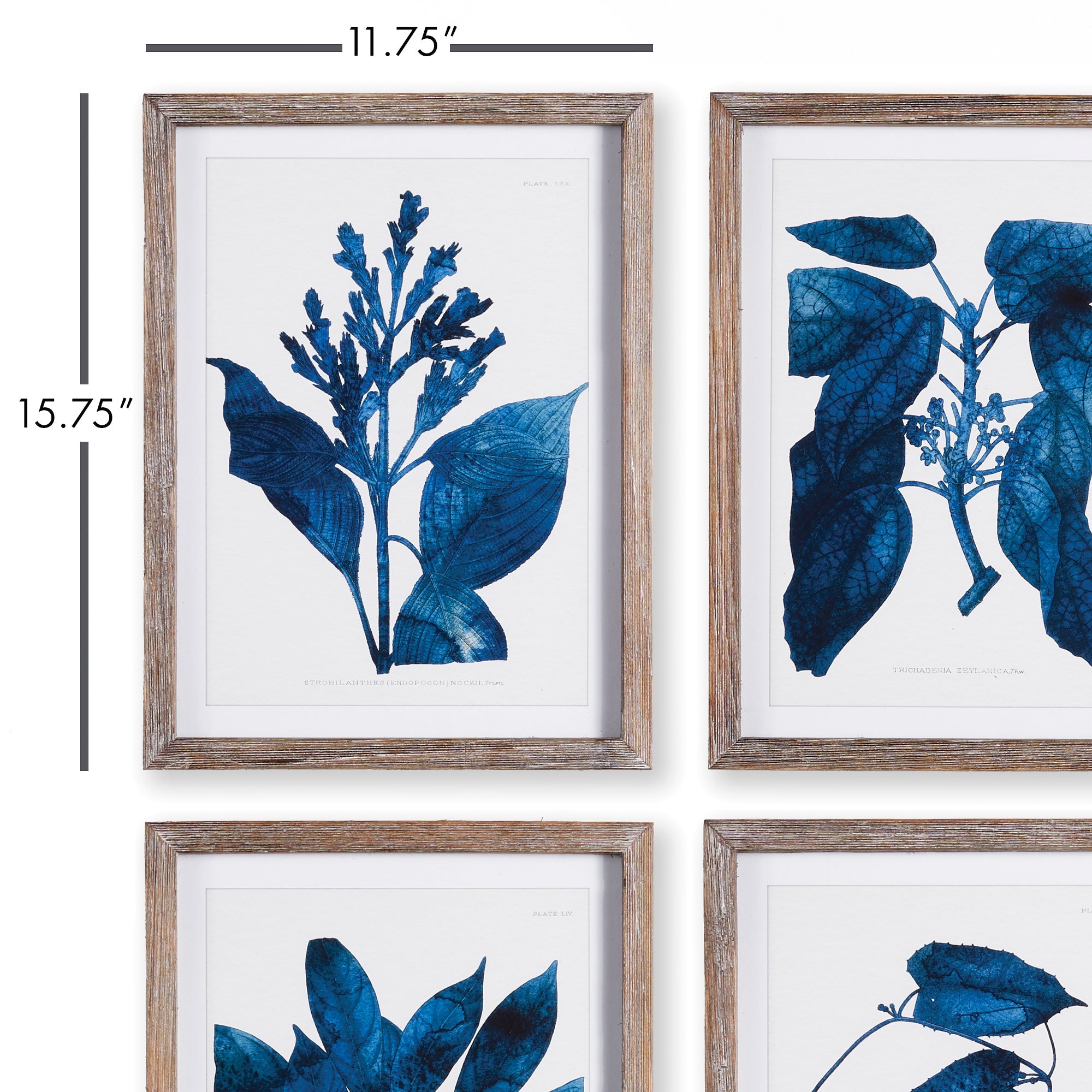 Cobalt Botanicals, Set of 4