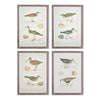 Coastie Birds Study, Set of 4