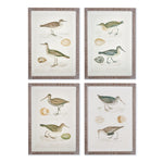 Coastie Birds Study, Set of 4