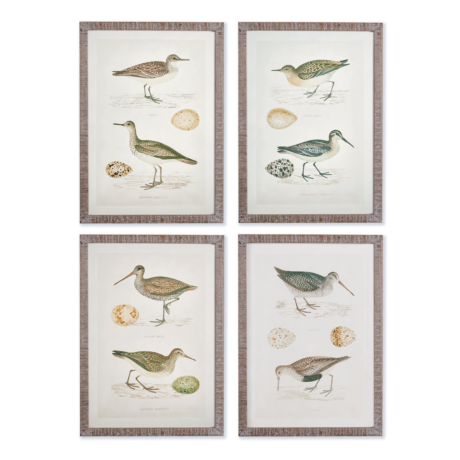 Coastie Birds Study, Set of 4