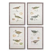 Coastie Birds Study, Set of 4